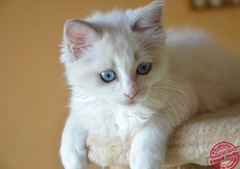 femelle ragdoll blue bicolour - 10 semaines - Chatterie Ragdolls du Val de Beauvoir